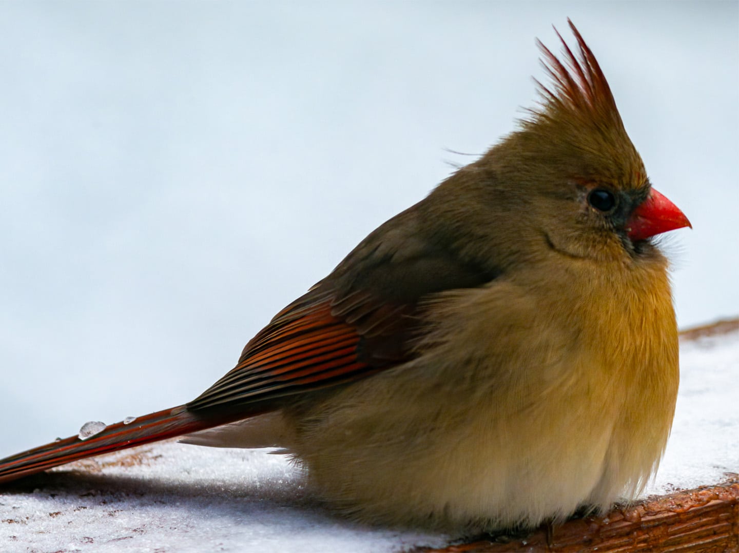 A vibrantly colored Northern Cardinal Perched on a snow covered board