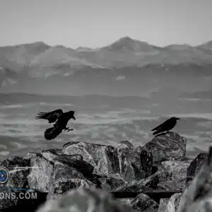 Two birds perched on top of a ridgeline over looking a distant Colorado mountain range.