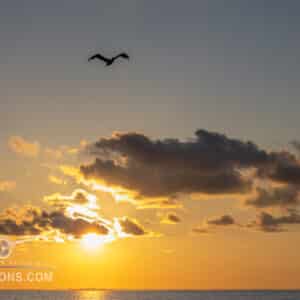 Bird flying over the ocean at sunset with golden sun and clouds.