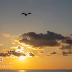 Bird flying over the ocean at sunset with golden sun and clouds.