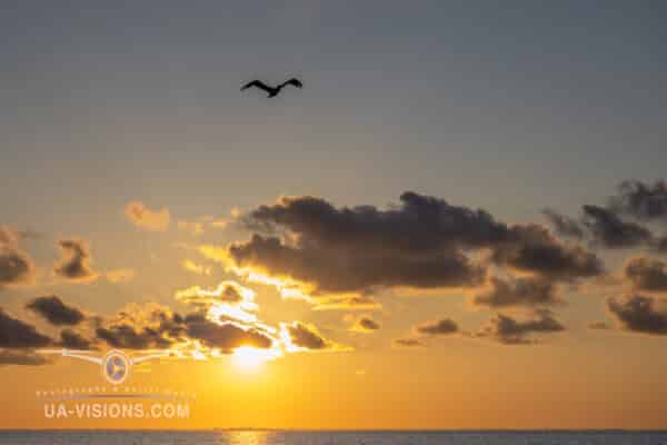 Bird flying over the ocean at sunset with golden sun and clouds.