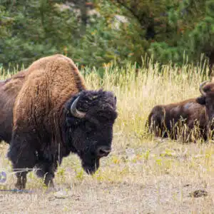 Two bison in a natural grassland habitat, one standing alert and the other resting.