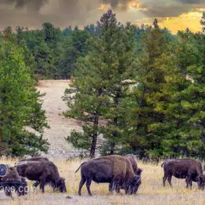 A small herd of Bison grazing aling the rolling hills of Colorado.
