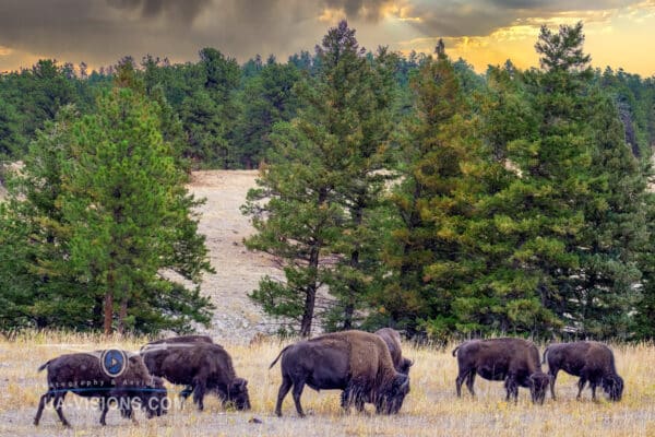 A small herd of Bison grazing aling the rolling hills of Colorado.