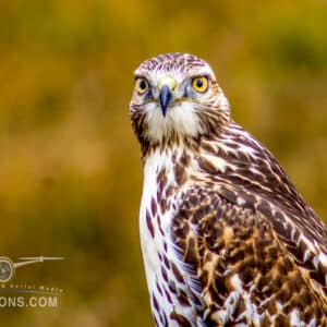 Bird of prey portrait. Macro view of a adult Red Tail Hawk head