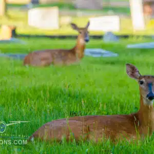 Deer resting in a grassy field with gravestones in the background