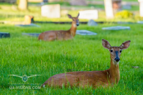 Deer resting in a grassy field with gravestones in the background