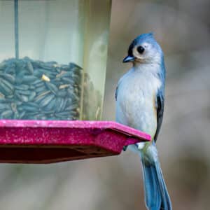 Tufted Titmouse Coming in for a Landing to Grab a Bite to Eat from the Bird Feeder