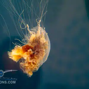 Golden jellyfish floating in the ocean.
