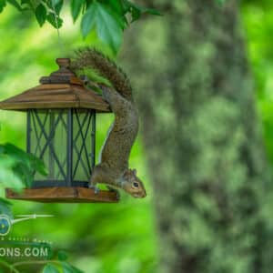 Squirrel hanging upside down from a bird feeder in a leafy garden.