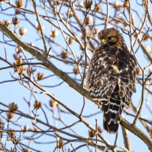 A Redtailed Hawk perched high in a tree searching the n earby area for his next snack.