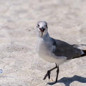 Seagull at Bean Point on Holmes Beach at Anna Maria Island, Florida