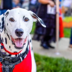 Dalmatian with a red harness smiling at the camera with blurred people in the background