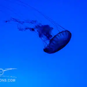 Solitary blue jellyfish in the deep ocean.