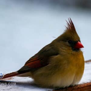 A vibrantly colored Northern Cardinal Perched on a snow covered board