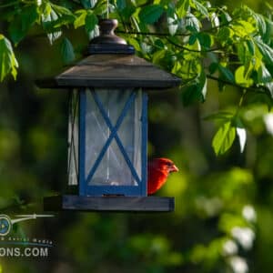 The Northern Cardinal on a Bird Feeder Hanging in a Tree