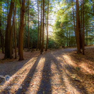 A sunlit path through tall trees in Shallow Falls State Park with long shadows on the forest floor.