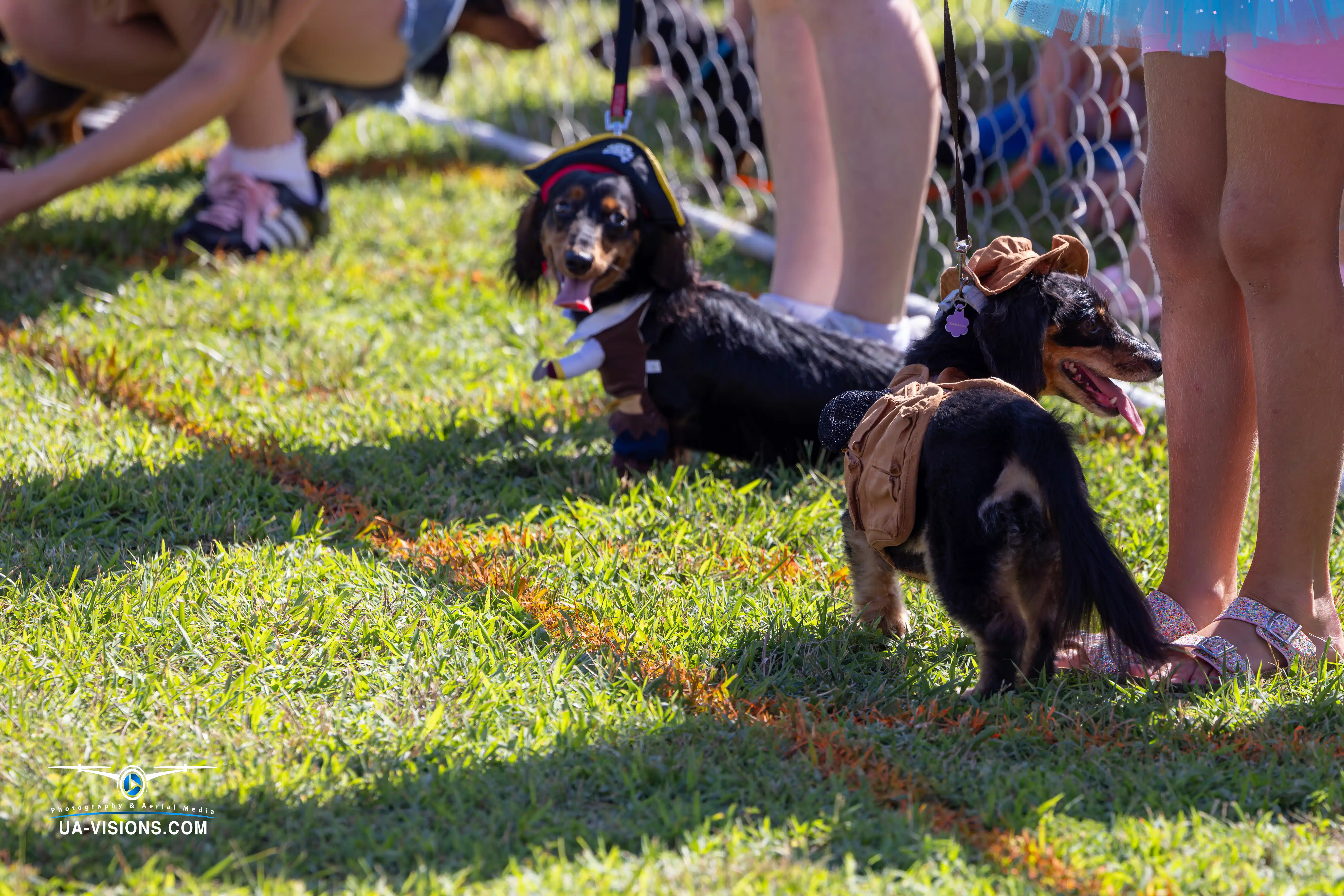 The Wiener Dog Race at the 2024 Charleston Sternwheel Regatta taken by the UA-Visions Team